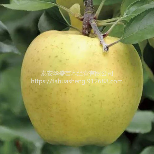 维纳斯黄金苹果苗品种纯正，提供技术指导维纳斯黄金苹果苗包成活包结果